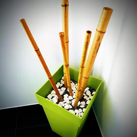 Casa Dos Avos Hotell Funchal (Madeira)