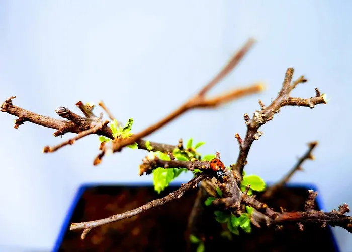 Casa Dos Avos Отель Фуншал