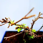 Casa Dos Avos ホテル フンシャル